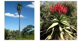 Aloe excelsa Succulents Garden Plants Seeds 20 Seeds - £23.91 GBP