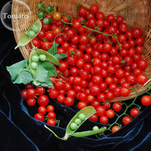 SL Heirloom Mini Bright Red Cherry Tomato Fruits, 100 Seeds, Organic Tomato E373 - £1.09 GBP