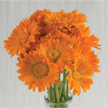 Alpha Organic Calendula marigold Seeds, Alpha Calendula marigold Flower Seeds  - £10.96 GBP