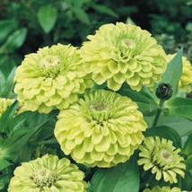 Exotic 40 Zinnia Envy seeds - £4.80 GBP