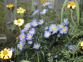 Aster New England Aster Mix 215 Seeds  From US - £5.63 GBP