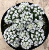 3.5&quot; Pot Mammillaria Vetula ‘Arizona Snowcap’, Cacti &amp; Succulents Plant - $32.45