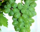 GRATITUDE Seedless Grape Vine - 1 Bare Root Live Plant - Buy 4 get 1 free! - $28.45+