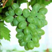 GRATITUDE Seedless Grape Vine - 1 Bare Root Live Plant - Buy 4 get 1 free! - £22.38 GBP+