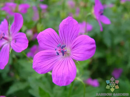 25+ Danny Boy Geranium Seeds - $8.48