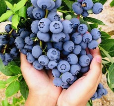 BPA 2 Pack Blueberry Fruit Seeds Sweet Non Gmo Fresh Harvest From US - £7.14 GBP