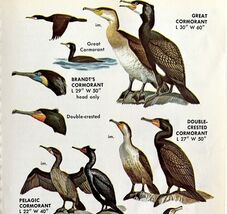 Cormorants Anhinga Birds Varieties And Types 1966 Color Art Print Nature... - $185.08 MXN