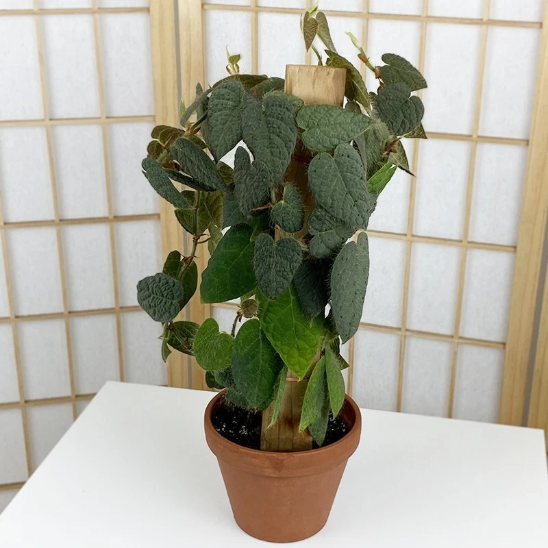 15+ seeds Ficus villosa   house plant-  garden- flowers - $11.39