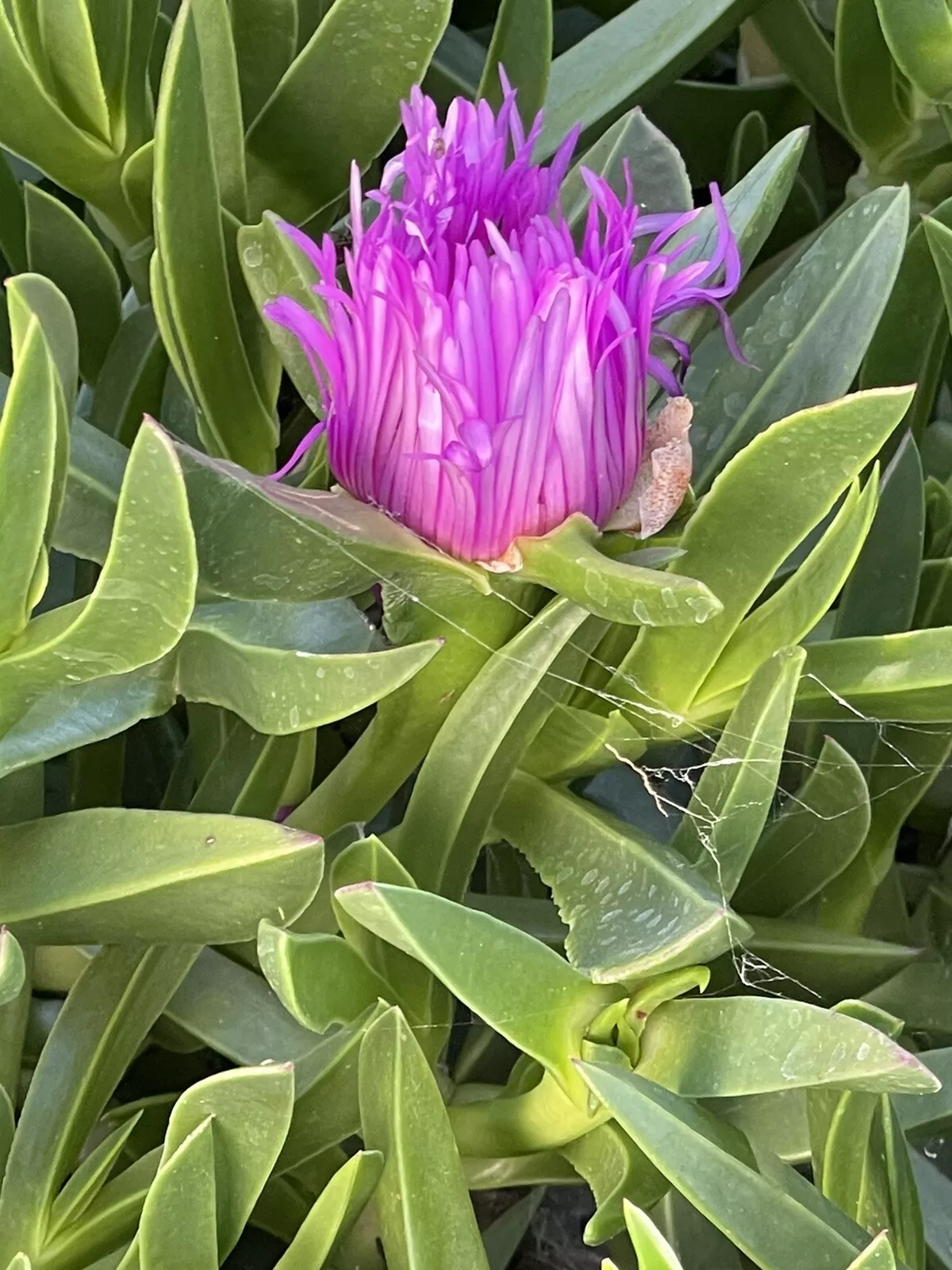 SUCCULENT Carpobrotus edulis PURPLE ICE 5 Flower Plant 6&quot; cuttings Groun... - £21.25 GBP