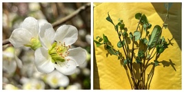 10 White Chaenomeles Cuttings - 6&quot; - 10&quot; long, not rooted, organic  - $54.98