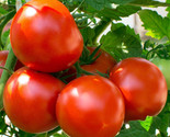 Oregon Spring Tomato Seeds 50 Garden Vegetables Determinate Fast Shipping - £7.20 GBP