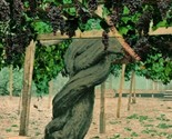 Carpenteria Santa Barbara CA Worlds Largest Grape Vine 1904 UDB Postcard - $3.91