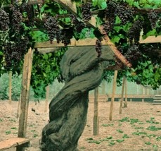 Carpenteria Santa Barbara CA Worlds Largest Grape Vine 1904 UDB Postcard - £3.06 GBP