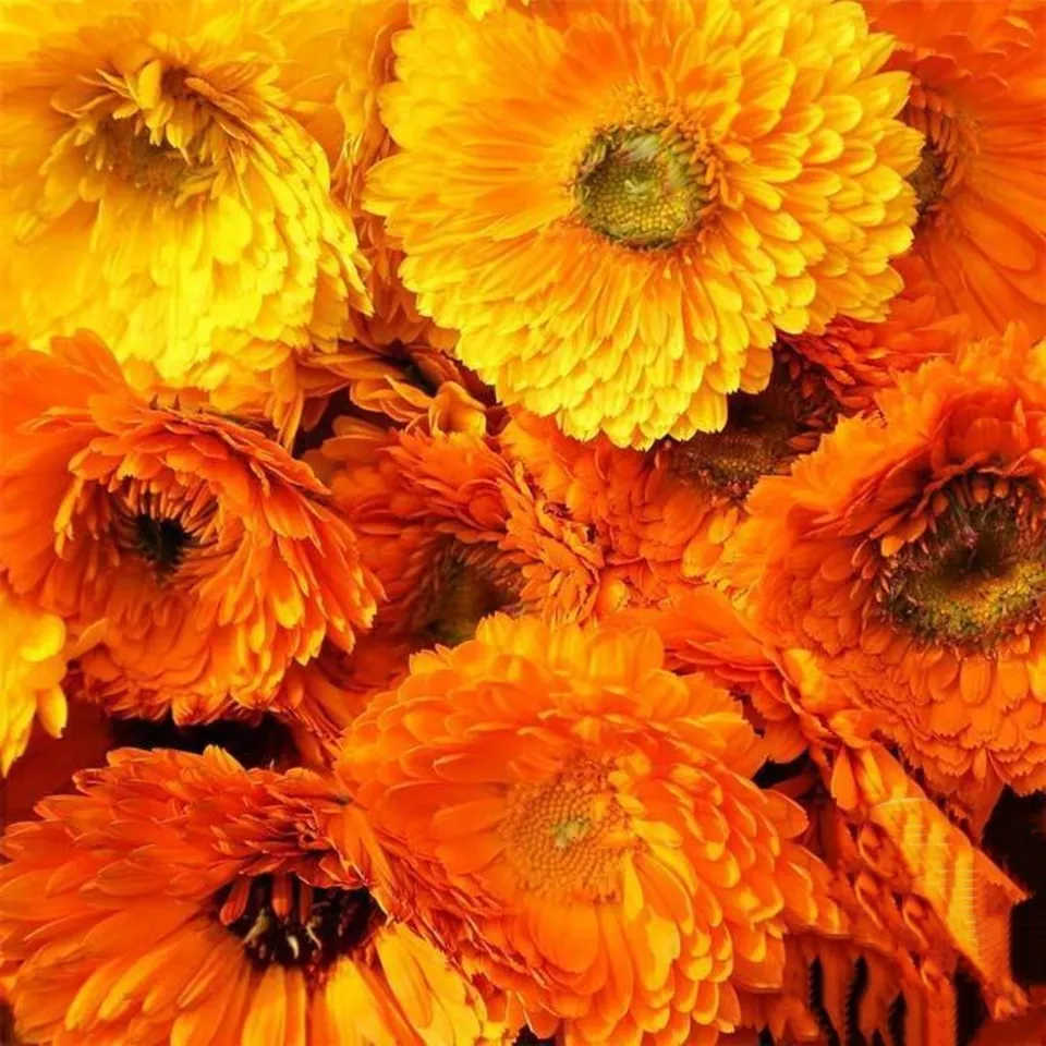  Calendula Pacific Beauty Mix | Fresh Seeds | Beautiful Flowers 100+ Seeds - £7.84 GBP