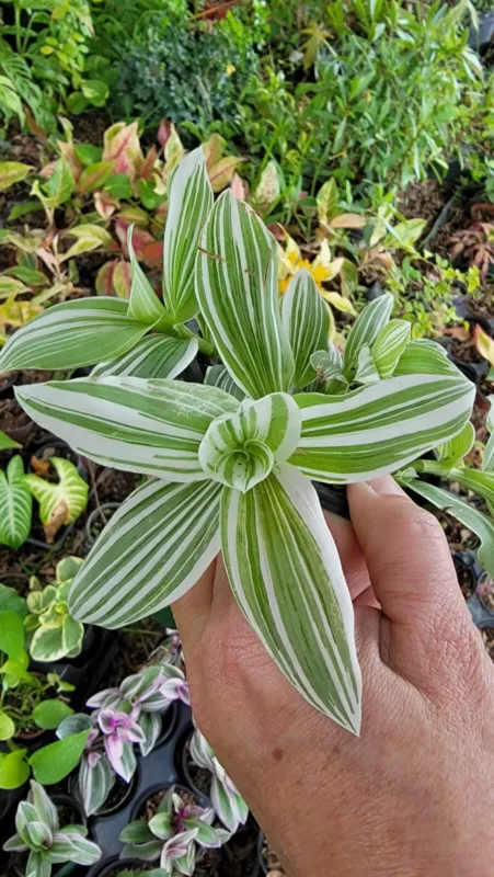 2 Rooted Variegated Wandering Jew Starter Live Plant Tradescantia Albifl... - $17.26