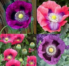 PWO Mixed Breadseed Poppies Large Blooms  USA 1000 Fresh Pure Seeds - £5.66 GBP