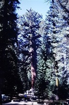 1966 Walking Through Trees Yosemite Kodachrome 35mm Color Slide - £2.73 GBP