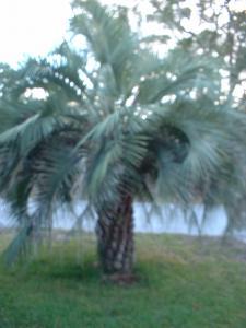 Pindo palm tree SEEDS real palm tree  - $6.00