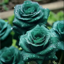 20pcs Scottish Green Rose Seeds - Non-GMO Heirloom Variety for Your Garden - £12.48 GBP