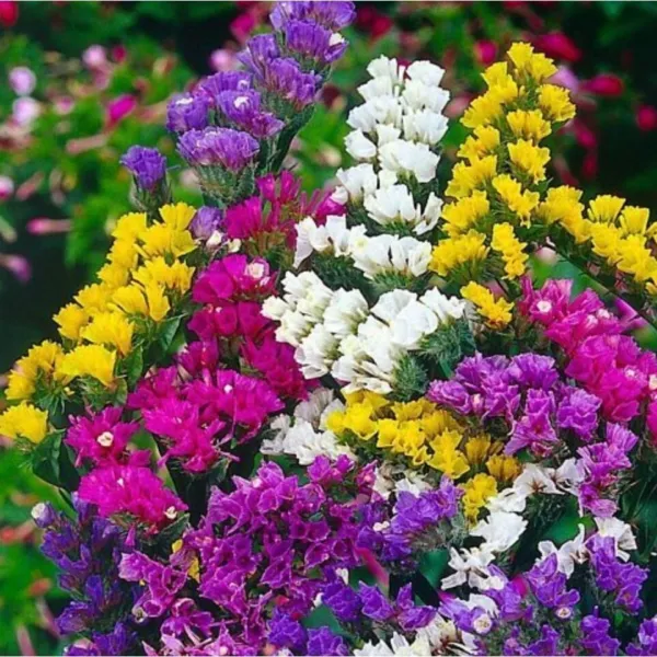 New Fresh 100 Statice Seeds Pacific Mix Seed Open Pollinated Seed 6 - $11.50