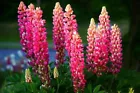 Pink Purple Orange Lupine Seeds Flower Perennial Flowers  25 Seeds - $5.98