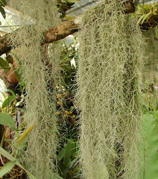 Organic Spanish Moss - Live Air Plant -Overstuffed Gallon Bag-We pick when U Buy
