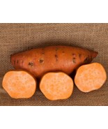 Covington Sweet Potato Slips - Ipomoea batatas - 2 Slips - $41.01 CAD