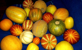 Fresh Seeds Mixed Specialty Mini Melon Seeds - £19.65 GBP