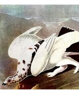 Ptarmigans Bird 1950 Lithograph Art Print Audubon Nature First Edition D... - $42.03 CAD