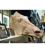 Horse head sculpture of Athens Acropolis Parthenon Selene Replica Reprod... - €2.118,52 EUR