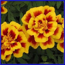 US Seller Safari Yellow Fire Marigold 20 Seeds We Sell Over 1000 Kinds Of Seeds  - £14.98 GBP