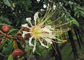 10 SEEDS LAFOENSIA ACUMINATA COLOMBIAN PINWHEEL TREE HEIRLOOM SEEDS SPRO... - $10.79