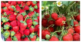 &#39;Medelet&#39; Series Red Strawberry Seeds 10 Bags (200 Seeds / Bag)  - £26.77 GBP