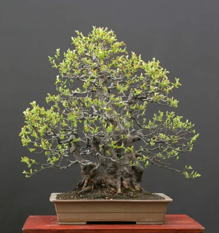 Chinese Quince Bonsai Tree Seeds (20 Seeds) Chaenomeles sinensis - $13.40