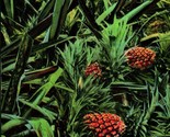 Ananas Campo IN Flroida Fl Unp Pinkussohn Sigari Co DB Cartolina D9 - $7.13