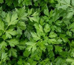 WINTER CHERVIL 500 HERB Seeds For Garden - £4.05 GBP