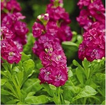 New Fresh Matthiola 200 Pcs Matthiola Incana Ten Week Mix Color Perfume Night Sc - £8.48 GBP