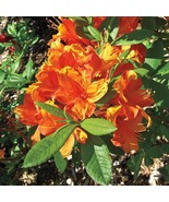 Mandarin Azalea Rhododendron Starter Plant Small Rooted Plant May Be Dor... - $36.99