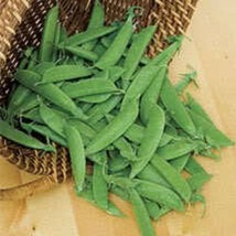 50 Oregon Sugar Pod Ii Pea Pisum Sativum Macrocarpon Vegetable Seeds New Fresh S - £11.98 GBP