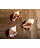 Florida Fighting Conch seashell shell beach ocean bathroom decor - €8,62 EUR