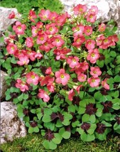 10 bulbs - Oxalis Iron Cross - Oxalidaceae Corms - The Good Luck Plant BX1G - £23.62 GBP