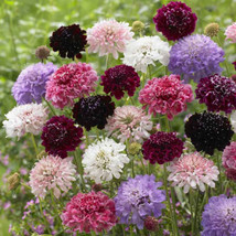 FA Store 200 Seeds Scabiosa Pincushion Flower Imperial Mix Tall Double D... - $10.08