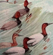 Redhead And Canvasback Ducks Birds Print Fuertes 1917 Color Plate Art DWX7C - £23.89 GBP