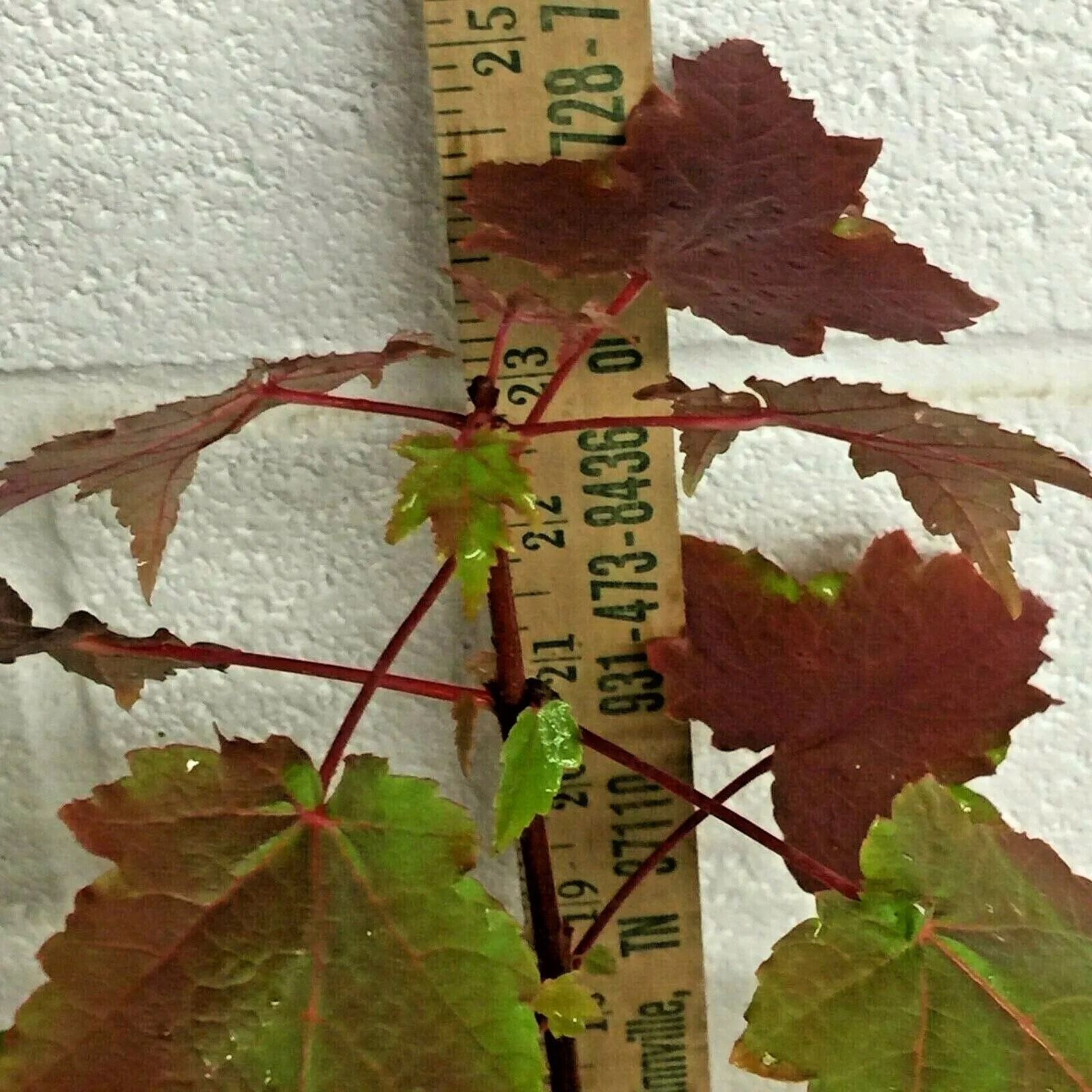 Item image 6
