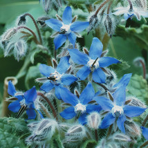 Borage  Starflower Tailwort Non Gmo 100 Seeds Fast Shipping - £7.18 GBP