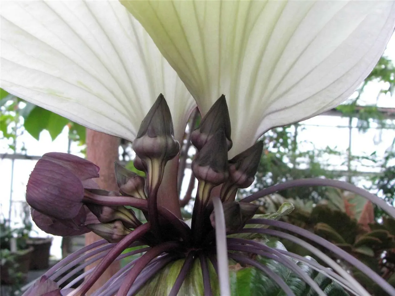 White Bat Flower (Tacca Integrifolia) 10 Seeds - £5.59 GBP