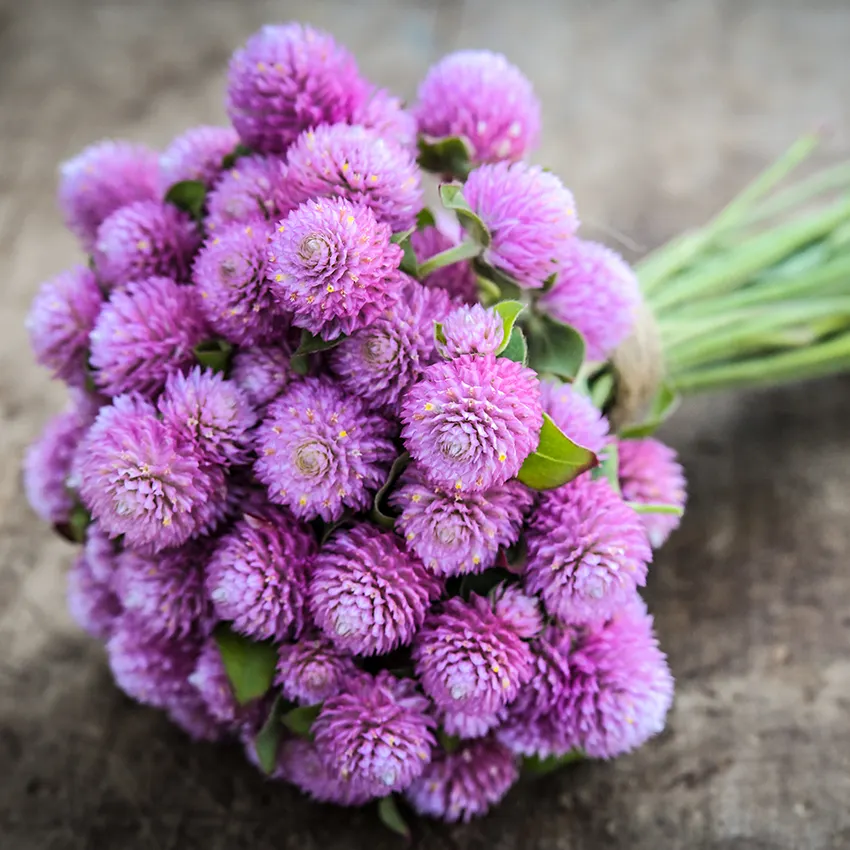 GOMPHRENA LAVENDER LADY, 25 SEEDS R - £11.43 GBP