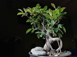 Fresh Weeping Fig Bonsai Tree Seeds For Planting - 30 Seeds - Ficus Benjamina Ex - $17.96