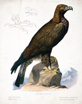 9580.Decoration Poster.Room Wall art.Home decor.Golden Eagle.Science.Nature bird - £13.44 GBP+