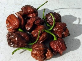 Hot Pepper Chocolate Seven Pot, 10 Seeds R - £12.86 GBP
